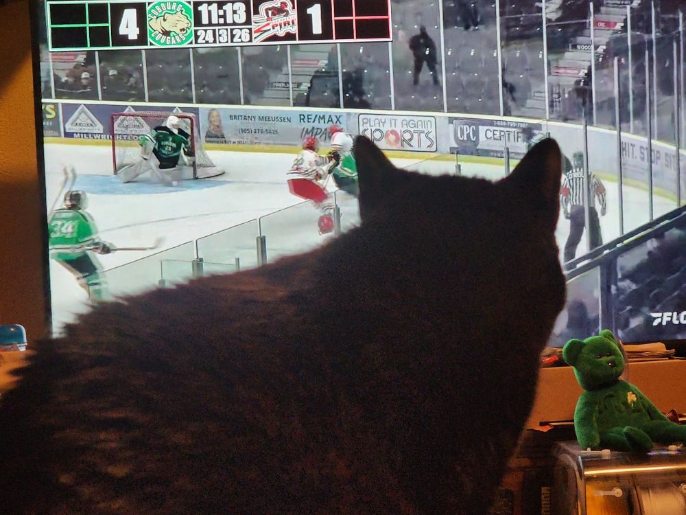 My black cat Eshne in front of the television during a Canadian hockey league game during play