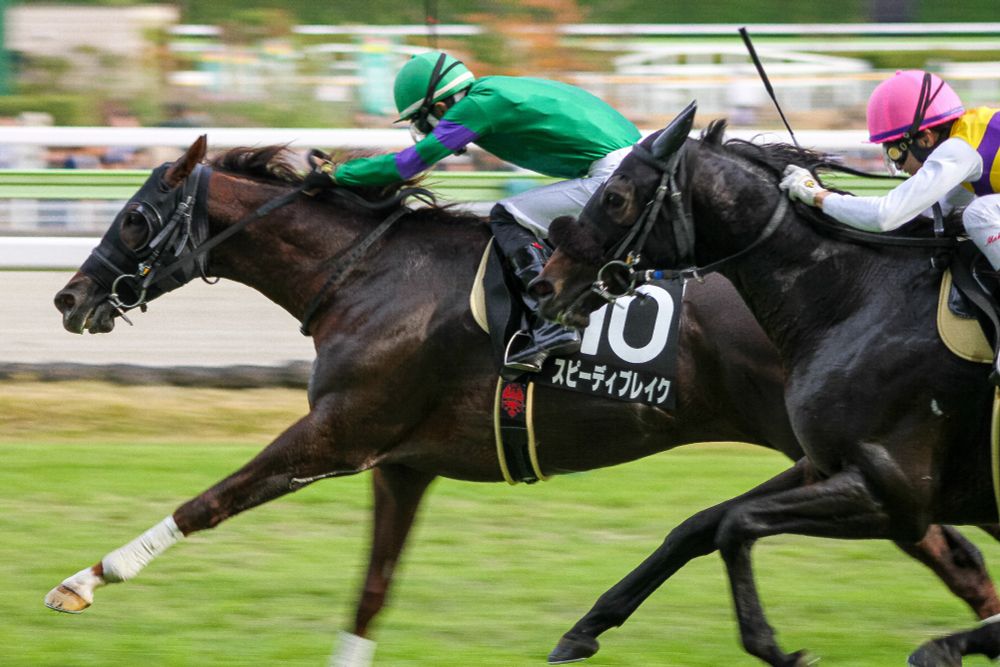 11/17 福島9R 磐梯山特別
14:05 芝2600m (右 B) 15頭 晴 良
10番 スピーディブレイク 牡4 446(0)
丹内祐次騎手(58.0)