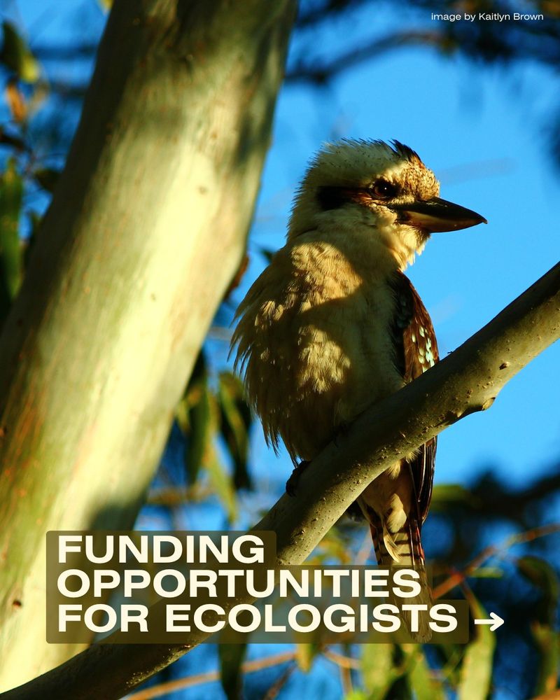 An image of a young kookaburra with the text "Funding opportunities for ecologists"