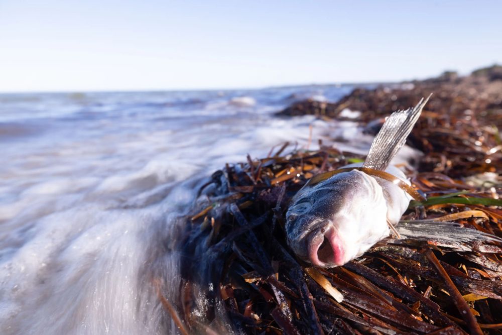 Dead fish amongst algal bloom