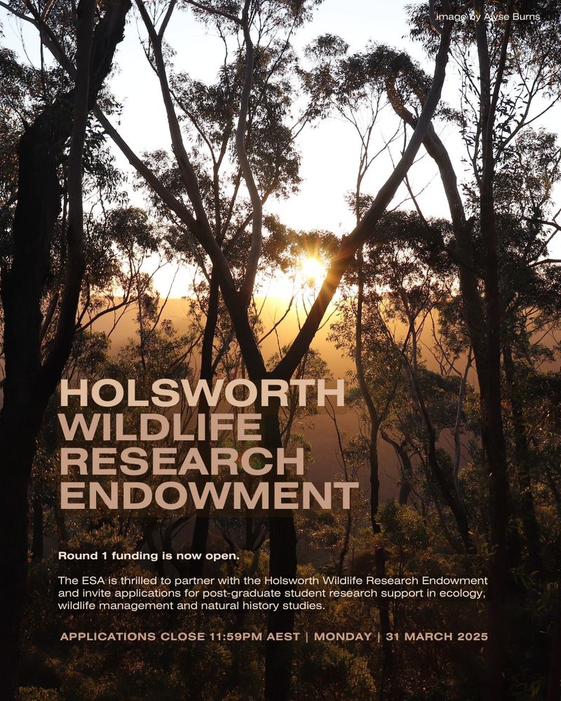 Image of gumtrees at sunset with the text

"Holsworth Wildlife Research Endowment


Round 1 funding is now open.

The ESA is thrilled to partner with the Holsworth Wildlife Research Endowment and invite applications for post-graduate student research support in ecology, wildlife management and natural history studies.

 Applications close 11:59pm AEST | Monday | 31 March 2025"
