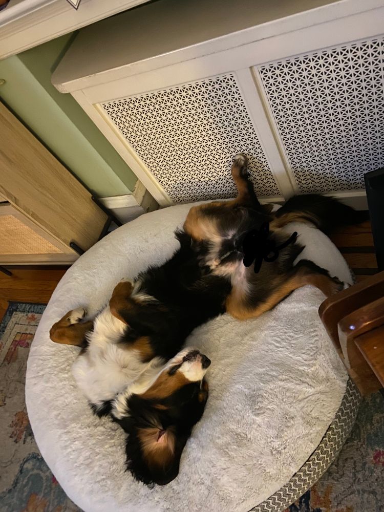 A Bernese mix laying on his back in a dog bed  edited slightly so his balls aren't showing 