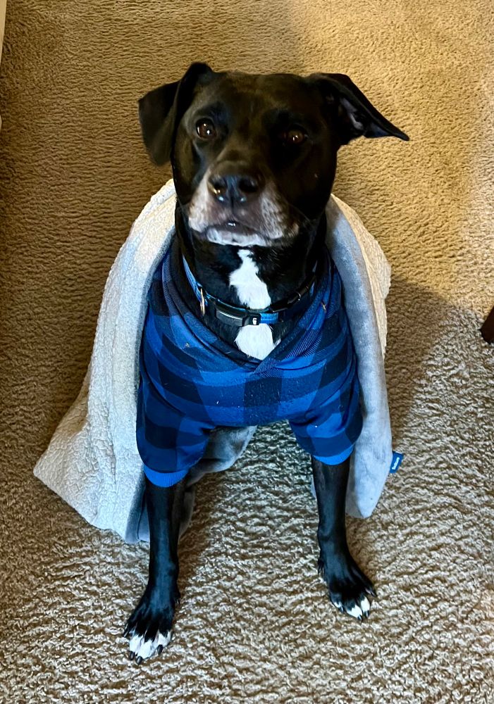 Portrait of a dog in a blue plaid hoodie with a blanket on his back.