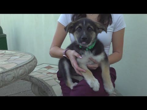 Study shows dogs can communicate via soundboards