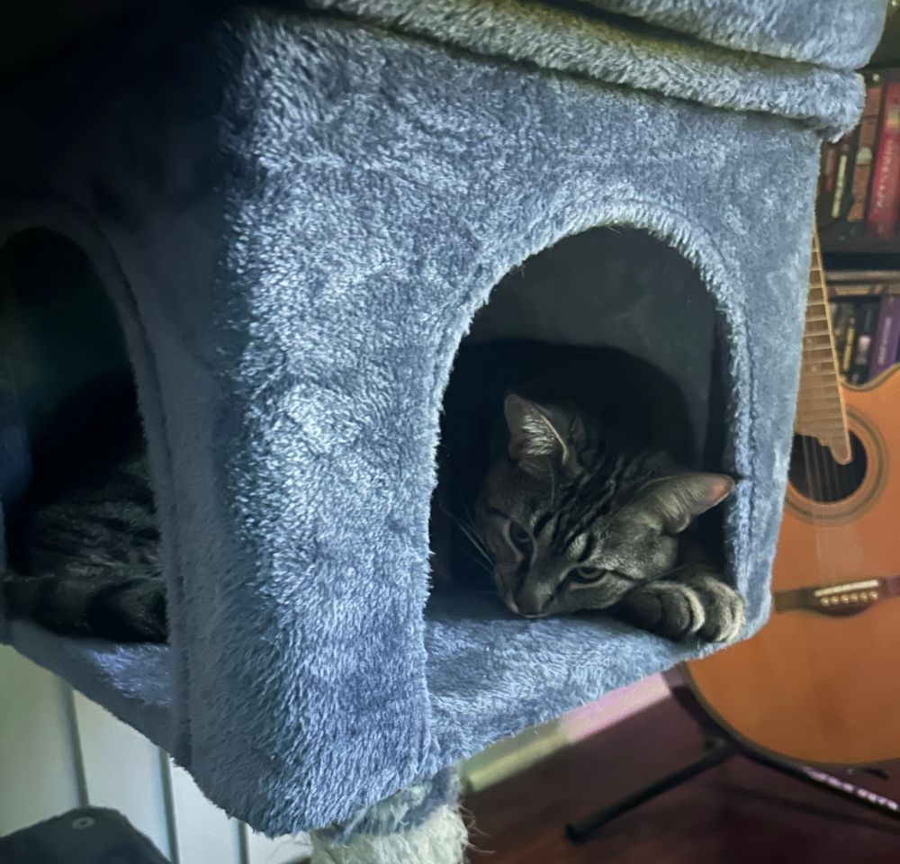 it’s BRUCE! he’s nappin in one of his new spots, and is very cute 