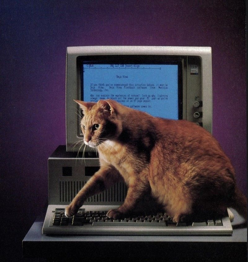 kitty cat computer 