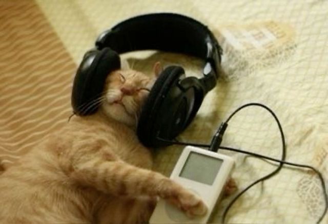 kitty music