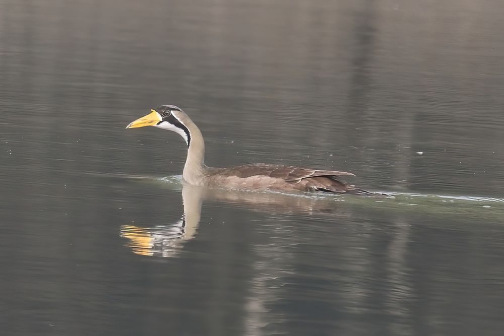 Female Masked Finfoot, Sundarbans NP, Bangladesh. Estimated to only be c300 individuals left, half of which are in this large area of mangroves.