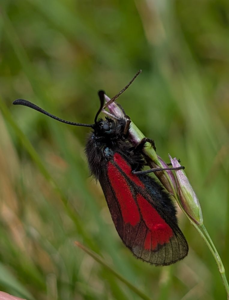 Transparent Burnet near Connel.