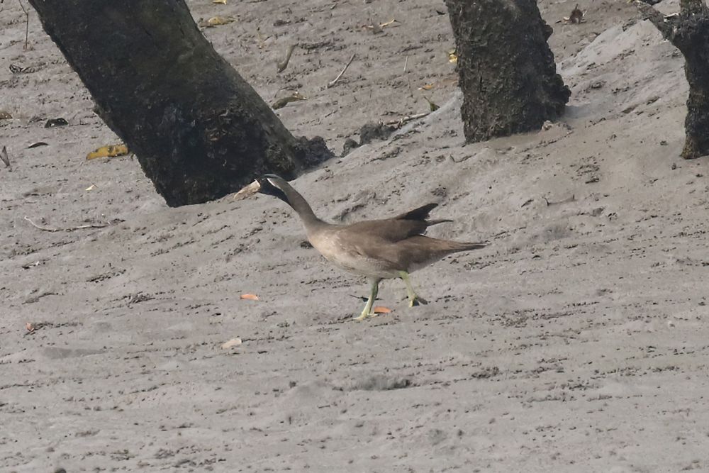 Male Masked Finfoot.