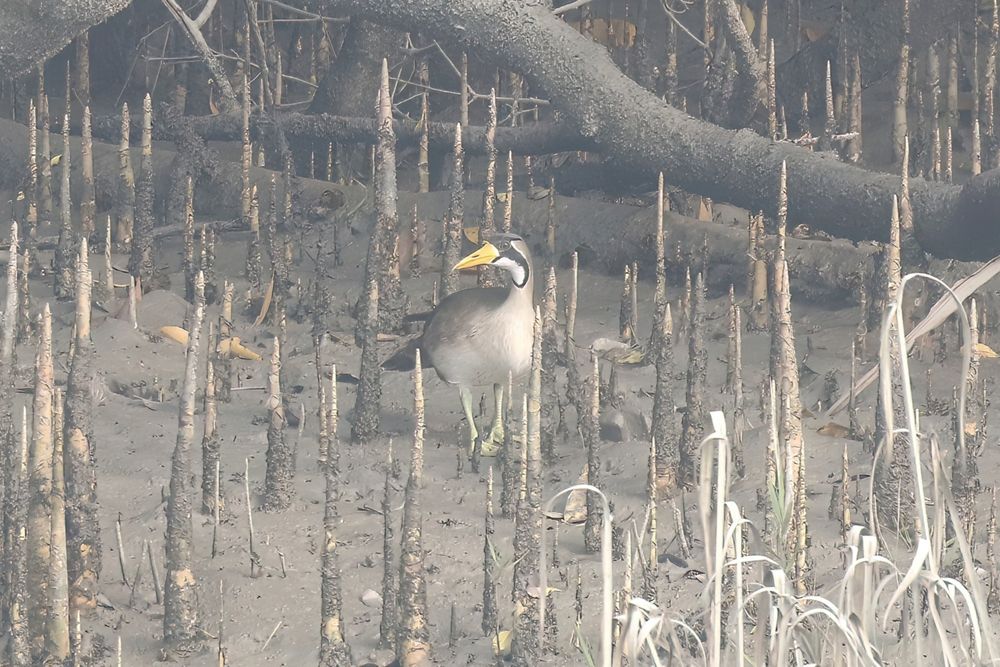 Female Masked Finfoot.