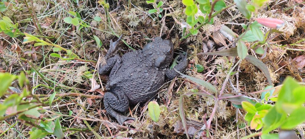 A black toad surrounded by moss and lingonberry plants. It's about 5cm wide and roughly same in length - maybe a little longer.
