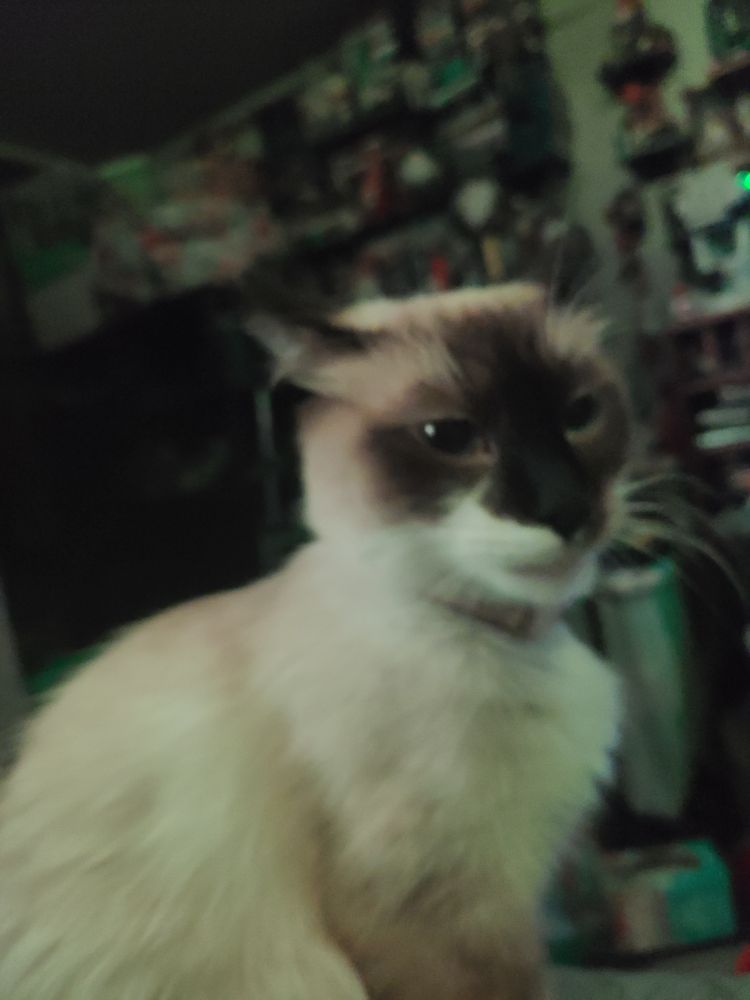 Blurry photo of cat in green lighting