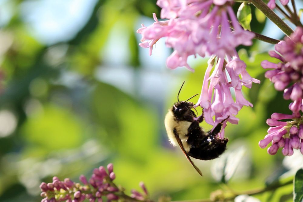 Tell your governor: No bee-killing pesticides on state lands