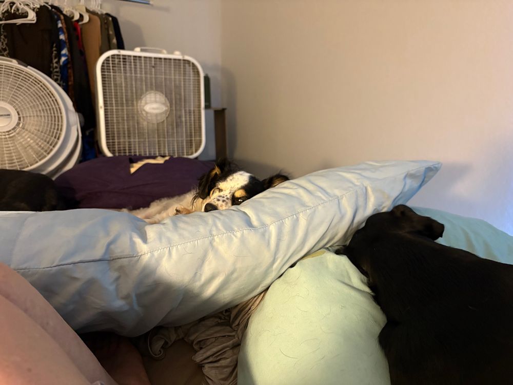 Two puppers chilling on a Sunday morning 