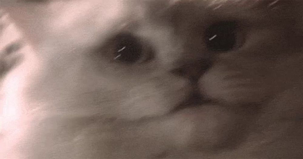 Cat Hausu GIF