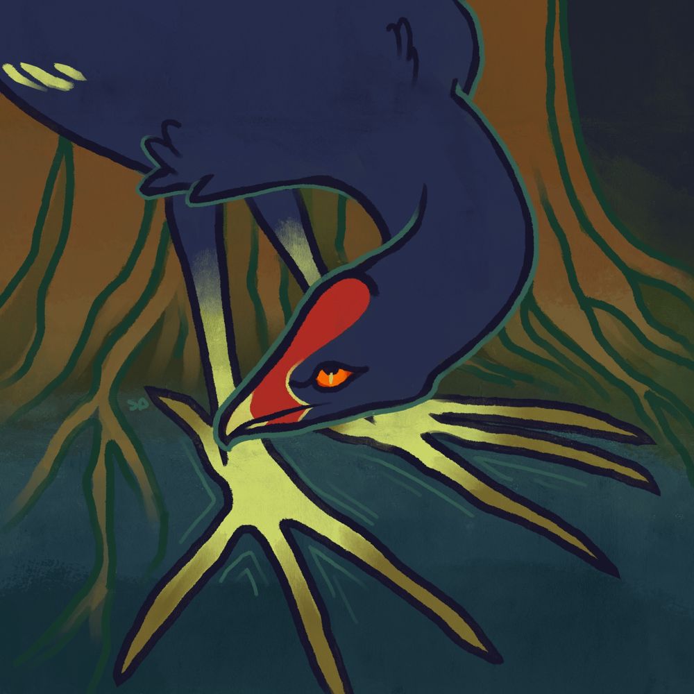 an ‘alae ‘ula, or Hawiian gallinule, looking upward while it stands in shallow water by roots