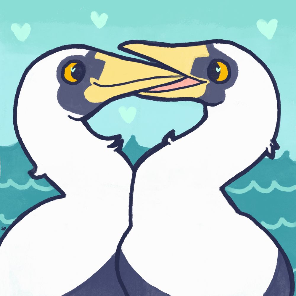 a pair of masked boobies that are kissing in a courtship display