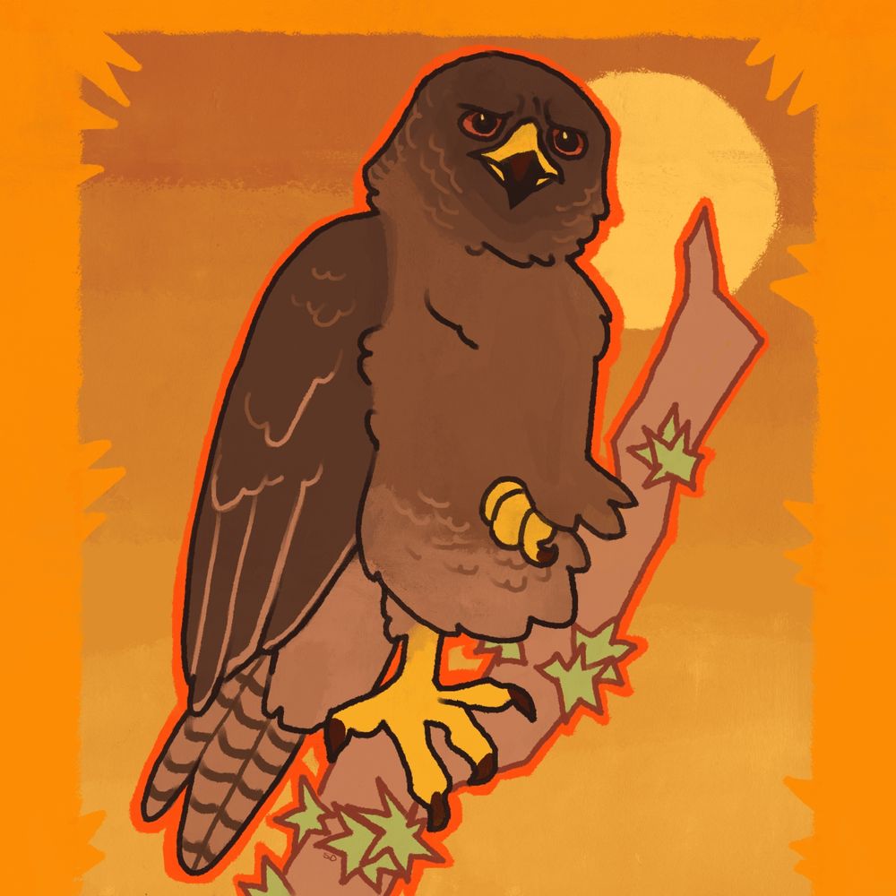 an ‘io, the Hawaiian hawk, sitting on a branch with one leg tucked up to its body. it looks concerned and serious, as most hawks naturally do