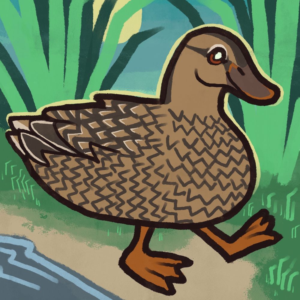a koloa maoli, a type of duck, stomping around by the water’s edge with a smile on her face