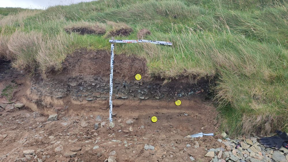 Gravel layer in humic coastal dune. 