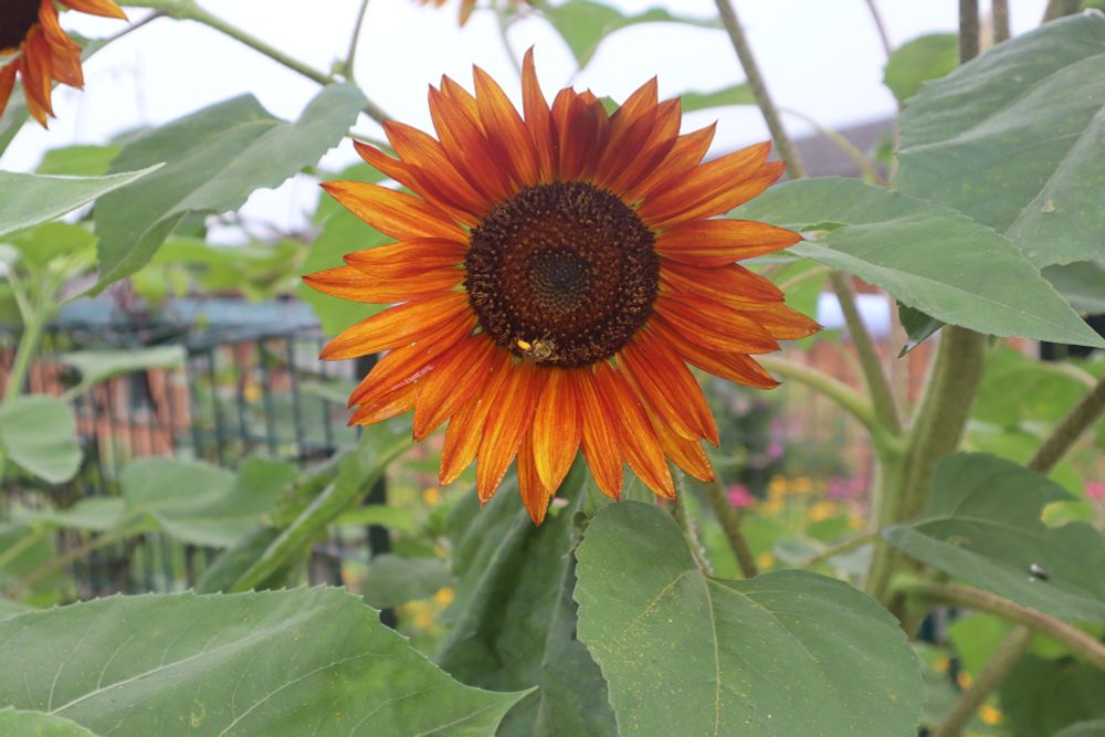 bee in a large orange-yellow sunflower