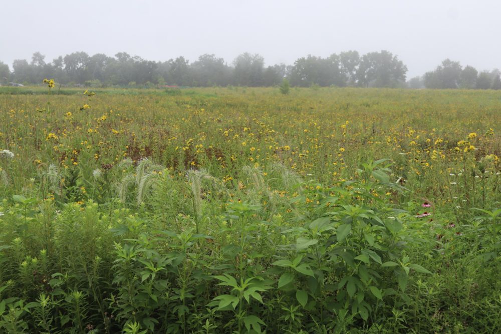 field full of wild flowers - yellow flowers, pink flowers, white flowers - lots of green - trees in the distance - slight fog 