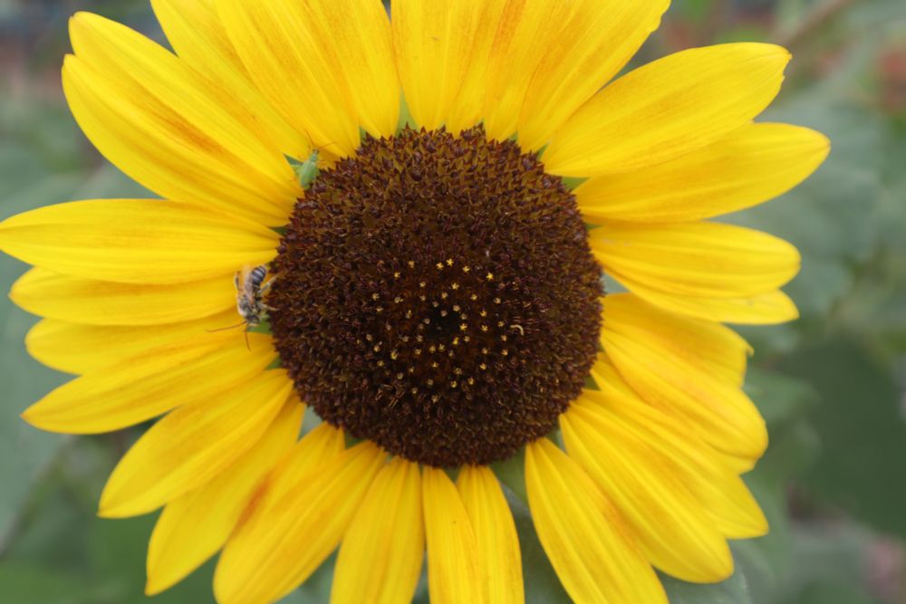 big bright yellow sunflower with a bee on it

as a kid I thought sunflowers were magic - they moved! 