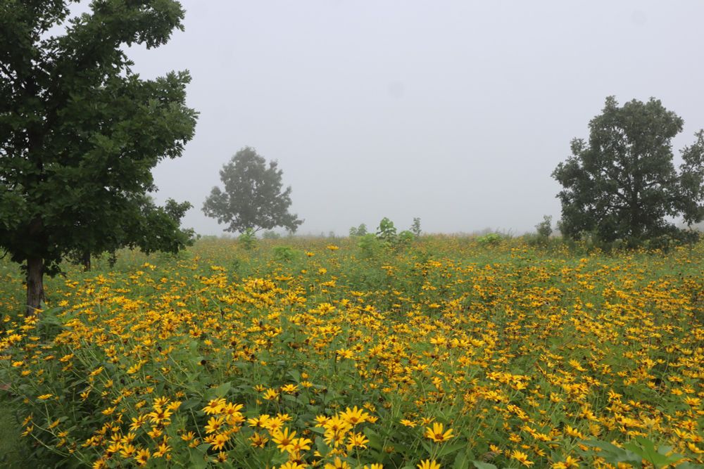 field of yellow flowers - black-eyed susans - a couple of small trees - low-hanging fog covers a more distant tree
