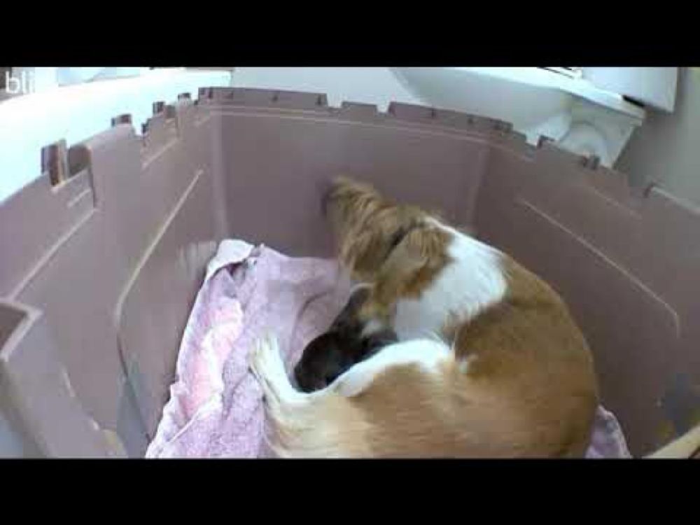 1 Hour of Puppies Nursing