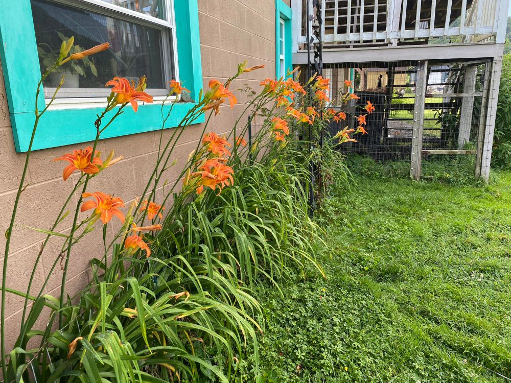 Orange tigerlilies along a brown wall lining a very green yard