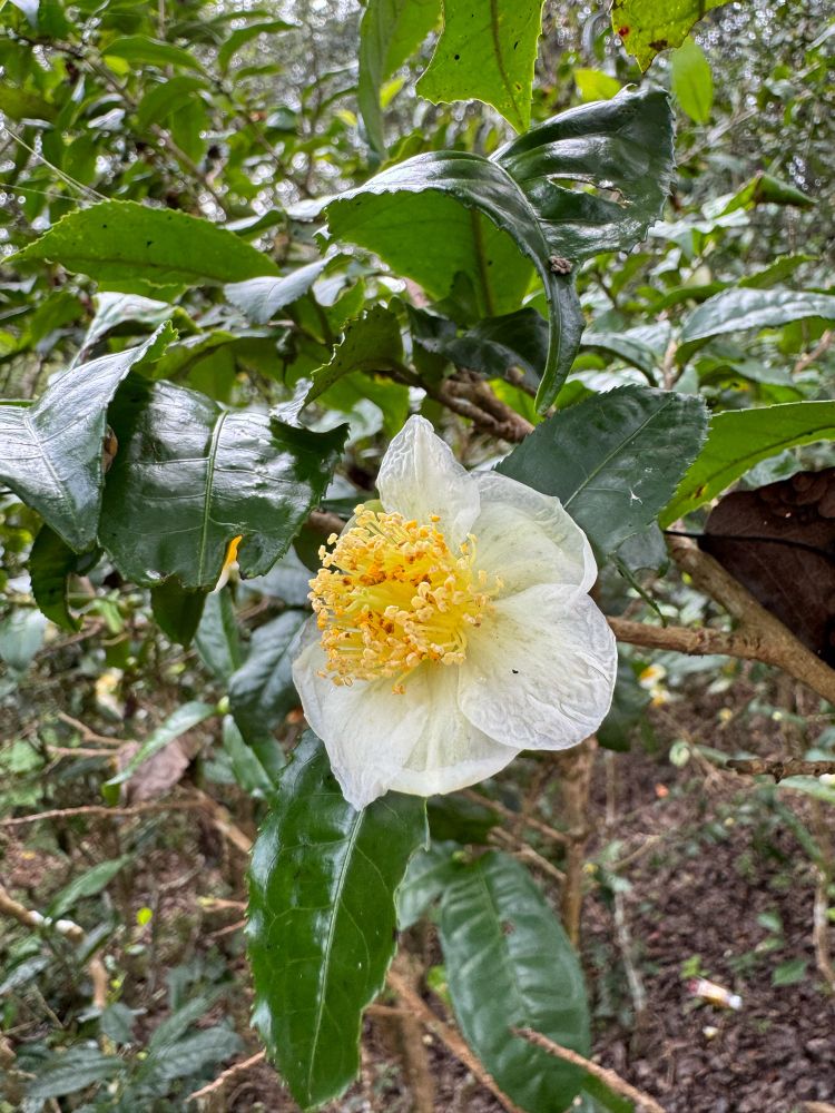 Flower of tea plant, Camellia sinensis