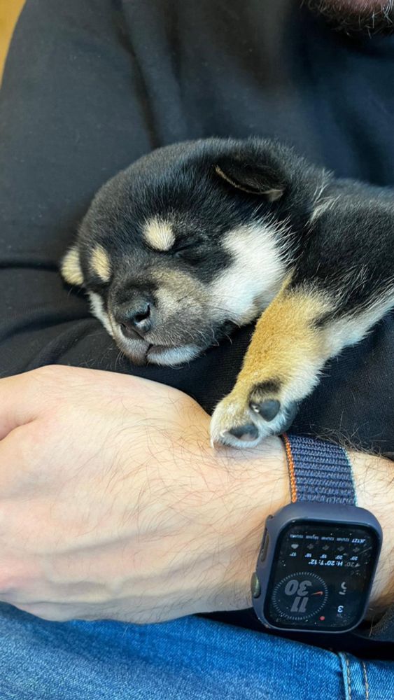 Eine 4 Wochen alte, schwarze Shiba Inu Hündin schläft auf dem Arm.
