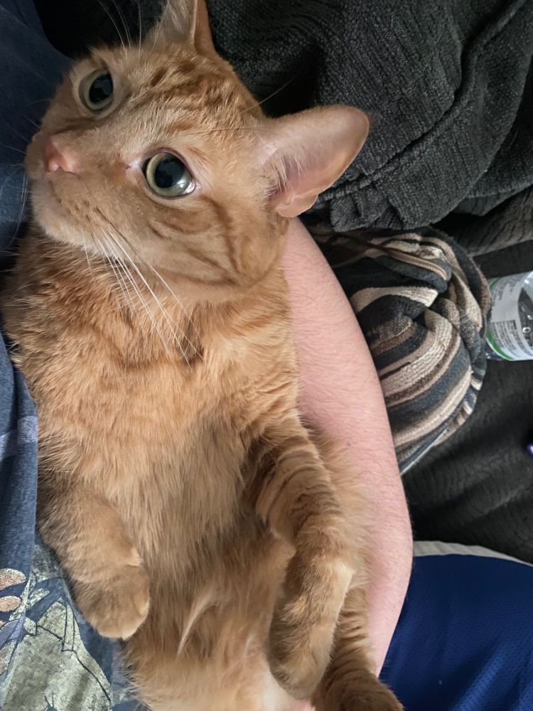 Orange tabby in a man’s arms