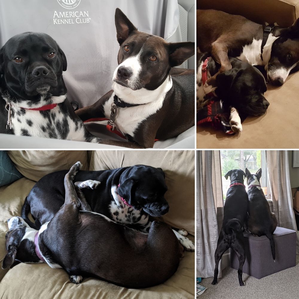 4 pictures of 2 black & white large sized dogs