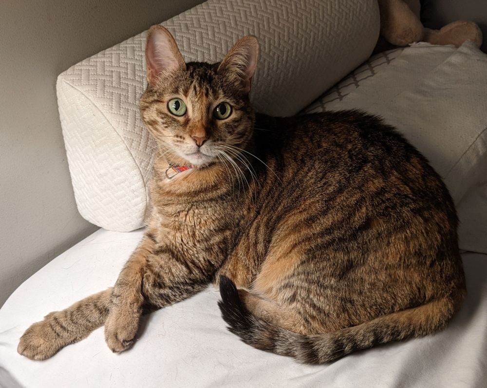 Photo of a brown tortoise shell cat on a bed with white sheets