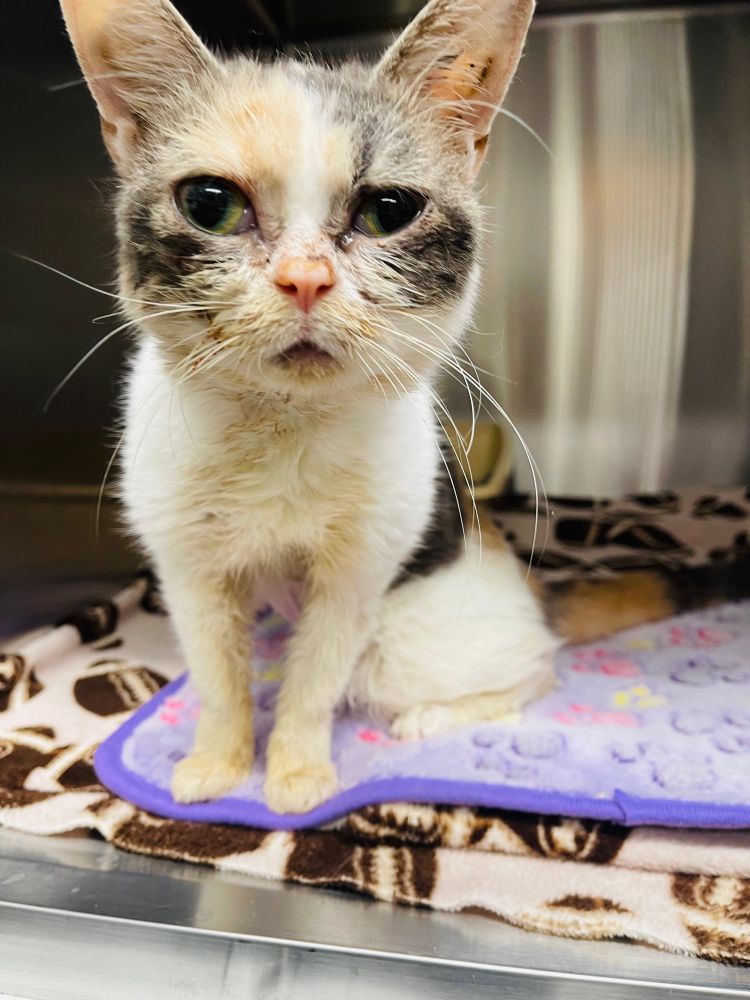 A white, grey, orange short haired Persian cat looking into the camera