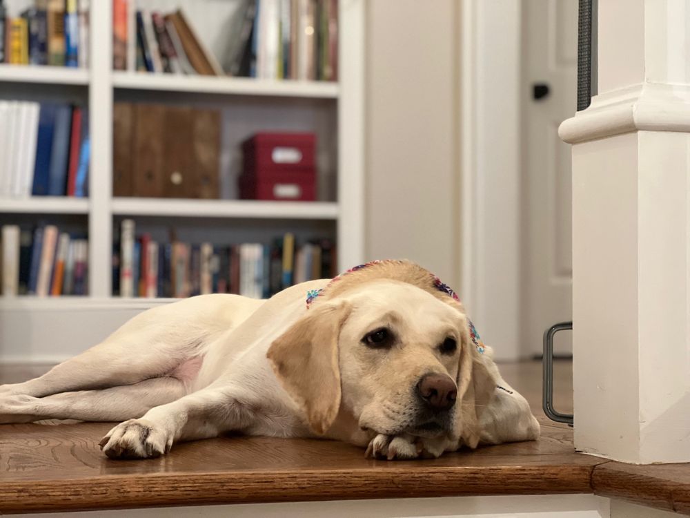 A yellow lab lying at the top of a flight of stairs in a home. 