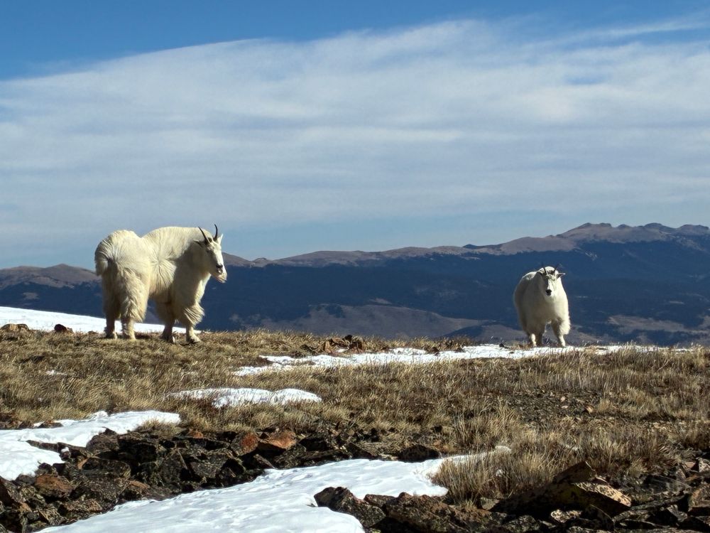 An adult and young mountain goat, up above tree line. 