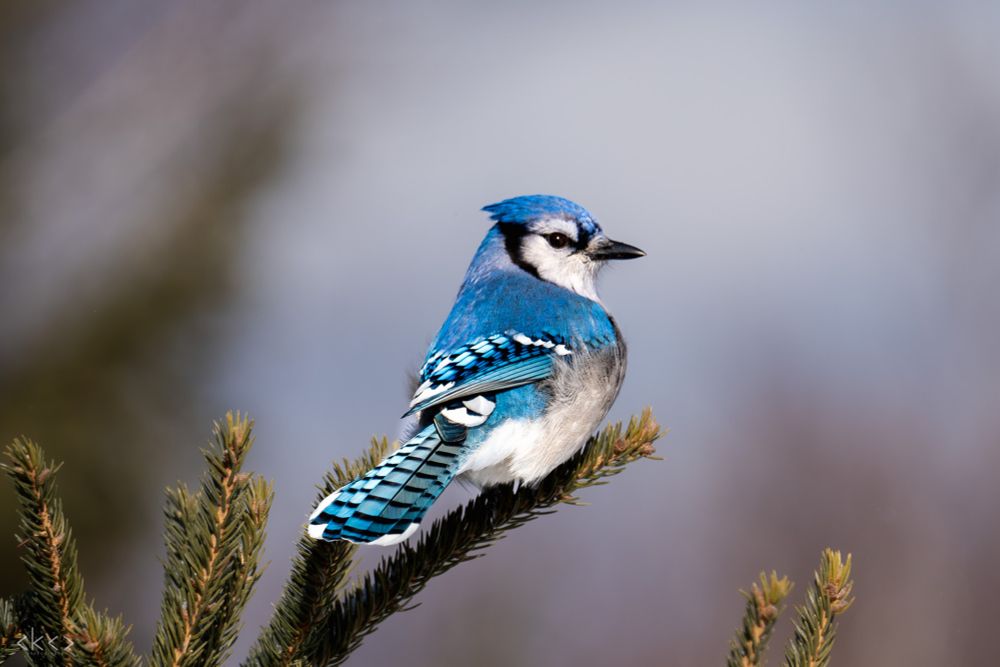blue jay sitting on a spruce branch