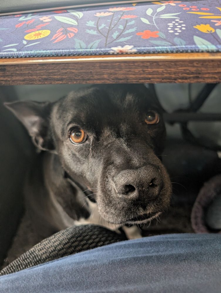 Image of the forlorn face of a black and white dog sitting under the photographer's desk insisting on some attention now please and thank you. 