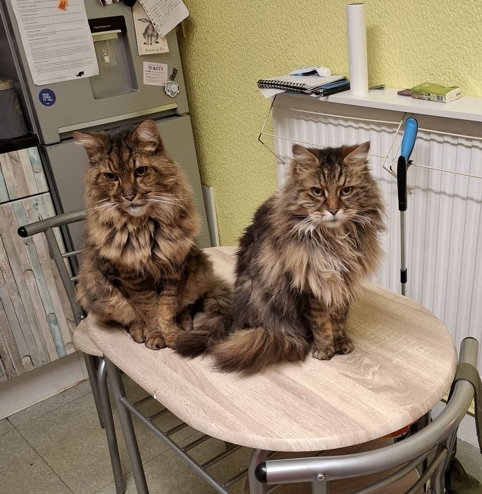 Two long haired tabby cats sat on a small table in a kitchen, both looking at the camera with similar grumpy faces