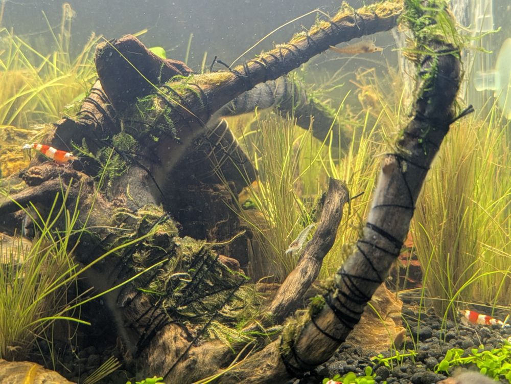 ビーシュリンプ、イエローチェリーシュリンプ、スノーホワイトヤマトヌマエビ