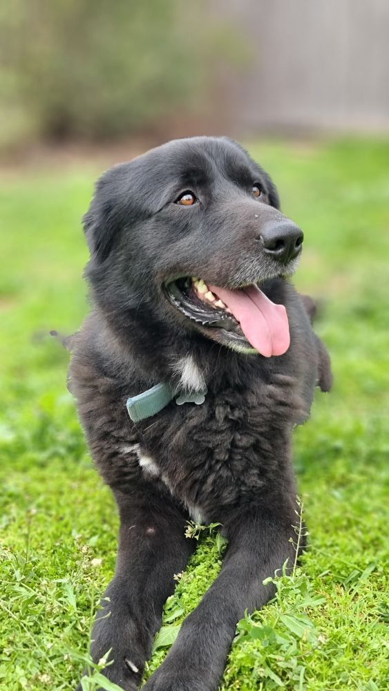 לאקי כלב האומנה מבסוט בביתו הקבוע