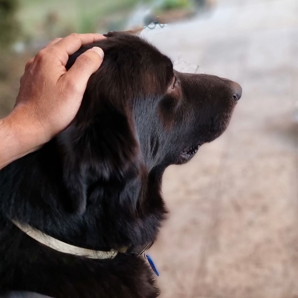 Lucky the big black dog being blessed