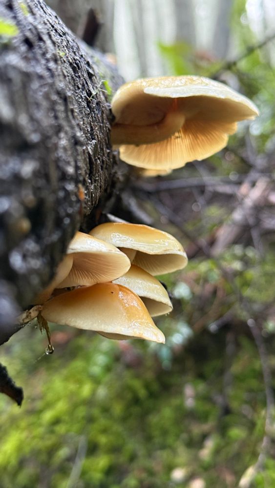 A cluster of wet mushrooms on a log