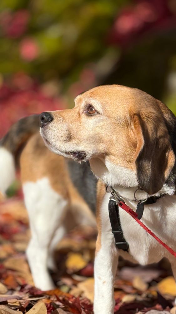 A beagle portrait with fallen leaves 