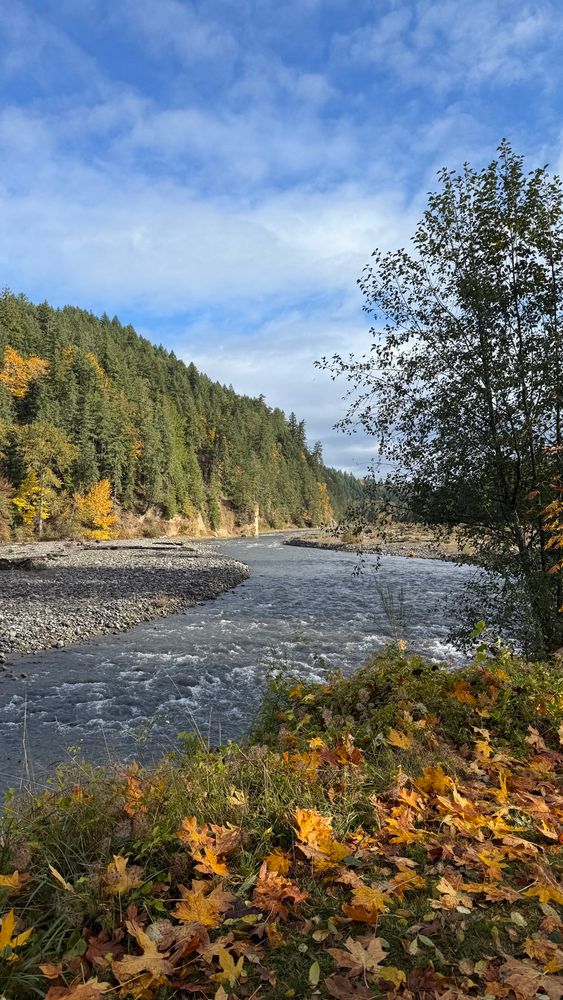 A river surrounded by green and yellow trees 