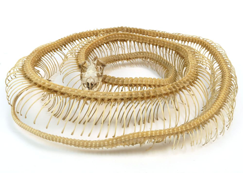 Photo of a carpet python skeleton