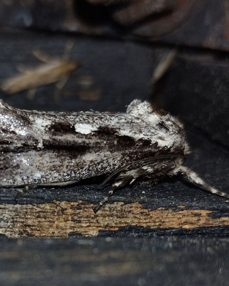 A black and white speckled fuzzy moth sits on a wooden step.